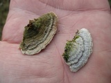 Trichaptum abietinum image