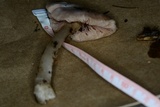 Pluteus petasatus image