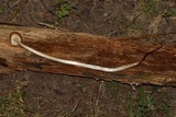 Oudemansiella incognita image