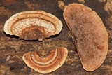 Steccherinum subrawakense image