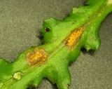 Puccinia lagenophorae image