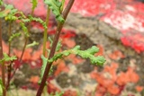 Puccinia lagenophorae image