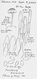 Pluteus exiguus image
