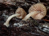 Pluteus exiguus image