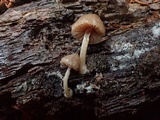Pluteus exiguus image