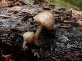 Pluteus exiguus image