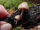 Pluteus exiguus image