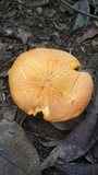 Omphalotus olearius image