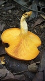 Omphalotus olearius image