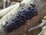 Exidia nigricans image