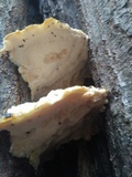 Tyromyces galactinus image