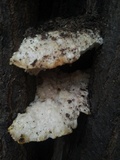Tyromyces galactinus image