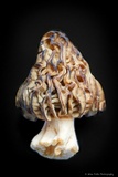 Morchella populiphila image