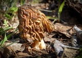 Morchella populiphila image