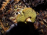 Xerocomellus diffractus image