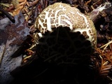 Xerocomellus diffractus image