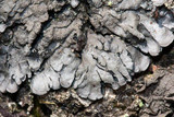 Coccocarpia palmicola image