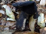 Russula albonigra image
