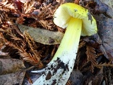 Hygrocybe acutoconica image