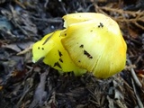 Hygrocybe acutoconica image