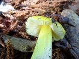 Hygrocybe acutoconica image