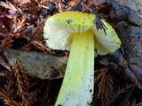 Hygrocybe acutoconica image