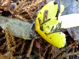 Hygrocybe acutoconica image