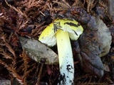 Hygrocybe acutoconica image