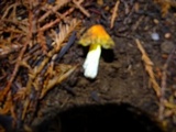 Hygrocybe acutoconica image