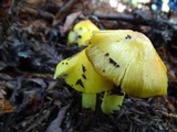 Hygrocybe acutoconica image