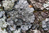 Coccocarpia palmicola image