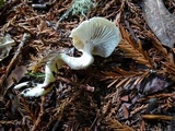 Cuphophyllus virgineus image