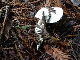 Cuphophyllus virgineus image