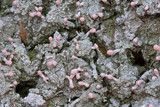 Dibaeis baeomyces image