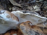 Ganoderma brownii image