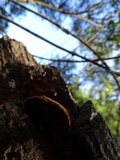 Phellinus gilvus image