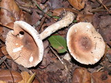 Lepiota spheniscispora image