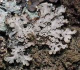 Heterodermia speciosa image