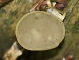 Helvella macropus image