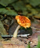 Marasmius strictipes image
