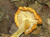 Marasmius strictipes image