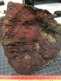 Ganoderma polychromum image