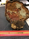 Ganoderma polychromum image
