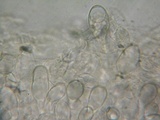 Pluteus exiguus image
