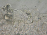 Pluteus exiguus image