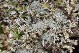 Pycnothelia papillaria image