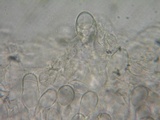 Pluteus exiguus image
