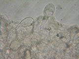 Pluteus exiguus image