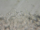 Pluteus exiguus image