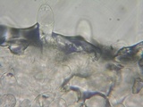 Pluteus exiguus image